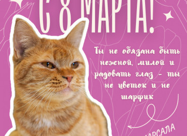 "Поздравления от котиков": фонд защиты городских животных запустил благотворительную акцию к 8 марта